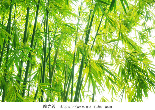 自然风景仰视绿色竹林背景图